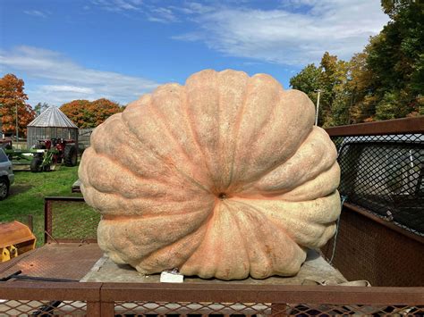 CT man who grew heaviest pumpkin in state aims for world record