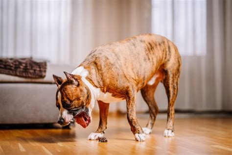Understanding Addison’s Disease in Dogs: What You Need to Know - Omega