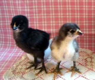 96 best images about Araucana on Pinterest | The chicken, Chicken art ...