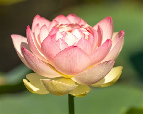 Lotus Home Garden - Lewis Ginter Botanical Garden
