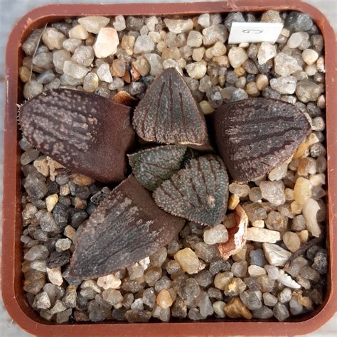 haworthia hybr ginsekai  splendens cactus shop