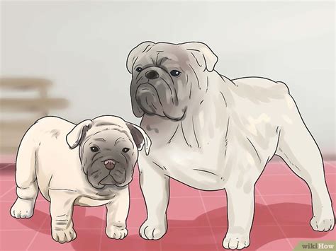 Cómo hacer que los perros se apareen: 26 pasos