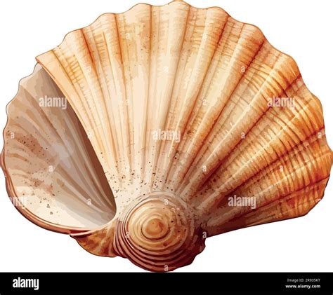 Sea shell cut out Stock Vector Images - Alamy