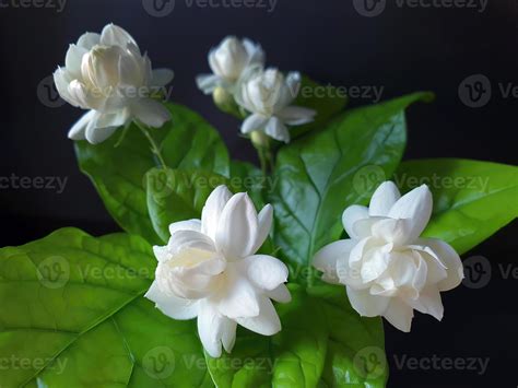 Close up of White jasmine, Jasminum sambac or Arabian jasmine, Grand