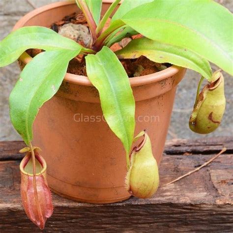 Monkey Cups Carnivorous Plant – Glass Grown Aquatics