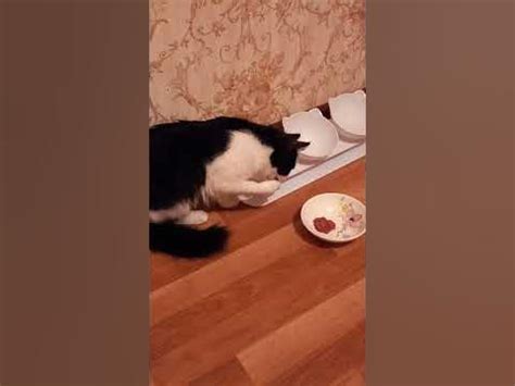 Котенок пьет молоко закусывая фаршем - YouTube