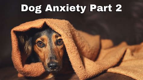 Paws From Panic: 5 Ways To Calm Your Anxious Companion