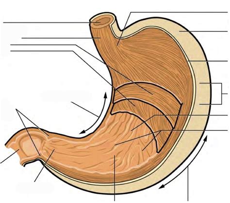 stomach anatomy illustrated anatomy system human body anatomy