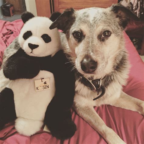 Pin by Cheyne Swengros on Adventures of Huckleberry | Blue heeler