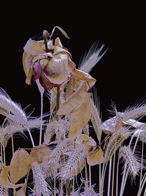 The Art of Fading Blossoms - Charles Lester - Photographer & Designer