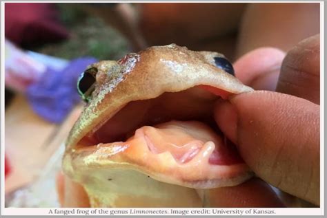 New fanged frog species discovered in Philippines | PLN Media