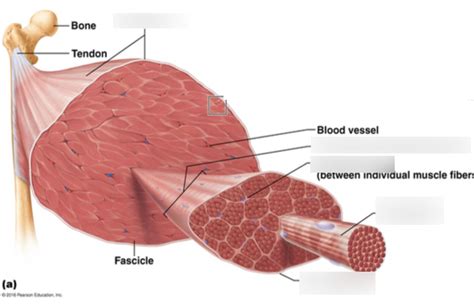 Muscular system Diagram | Quizlet