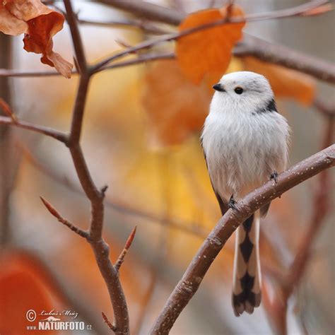 Aegithalos caudatus Pictures, Long-tailed Tit Images, Nature Wildlife ...