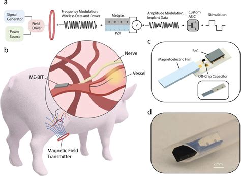 Battery-Less Bioelectronic Implants | SIMS Lab @ Rice University
