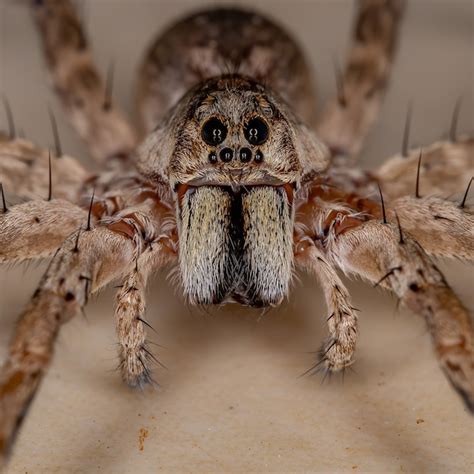Tipos De Aranha Lobo