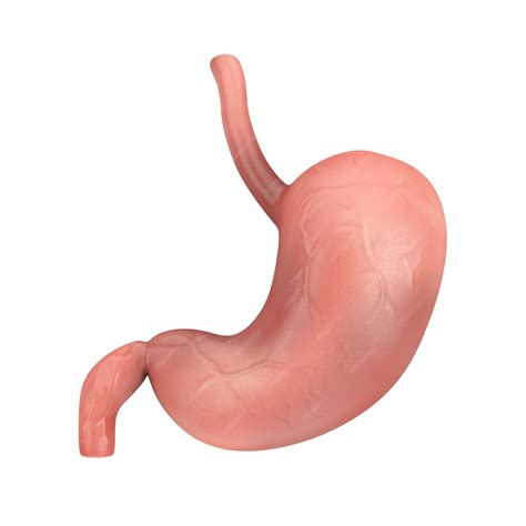 Foto Do Estomago - Renderização 3d de órgão interno de anatomia do estômago humano | Foto ...