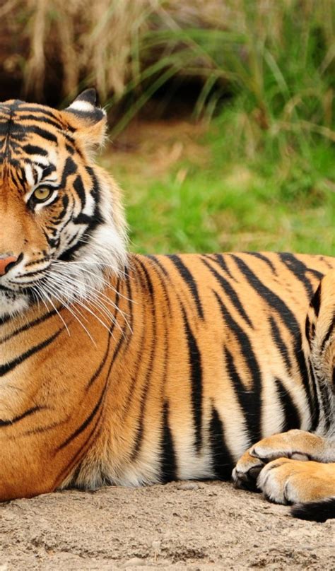 Download wallpaper animals, big cats, feline, Mammals, animal themes ...