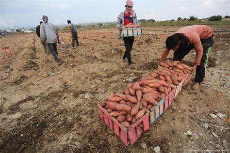 sweet potato harvest middle east monitor