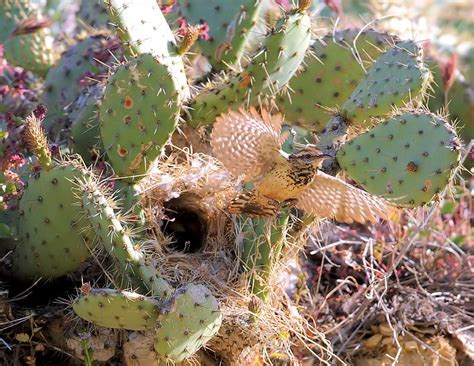 Cactus Wren Nest