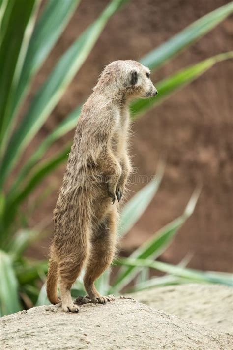 Meerkat`s behavior stock photo. Image of carnivore, african - 164042114