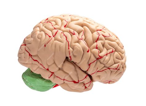 premium photo human brain side view