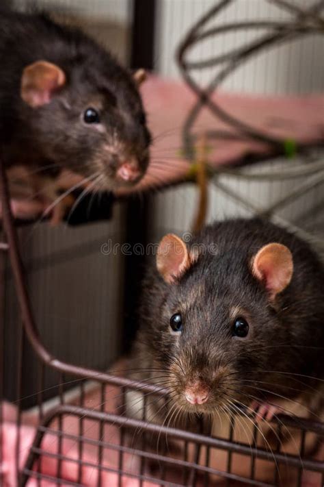 fancy pet rat cage stock photo image  friendly tame