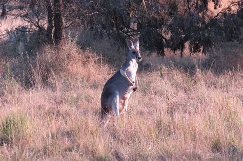 macropus rufus desmarest