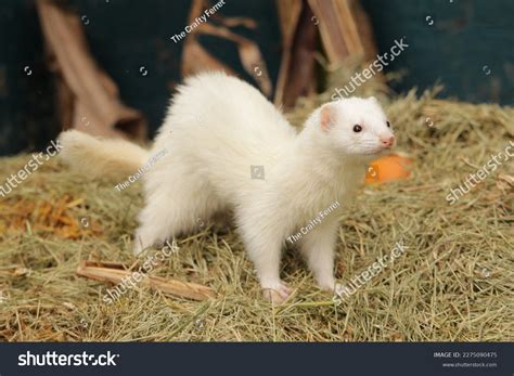 White Ferrets