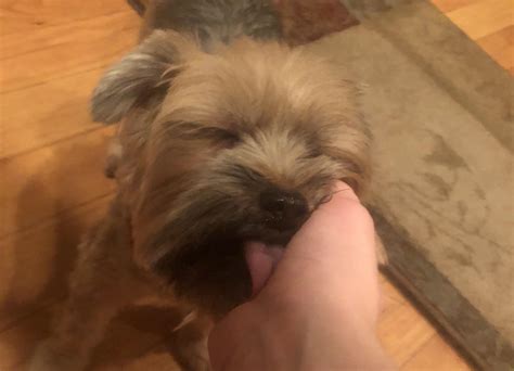 My dog hates cameras but every once and a while I get a good shot : r