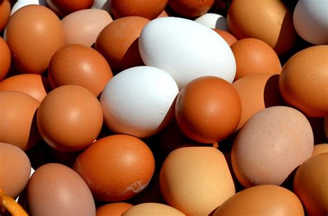 Ask a Poultry Farmer: Egg production, lighting and molt