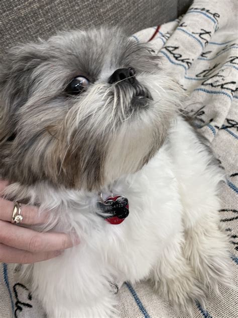 Puppy side eye : Shihtzu