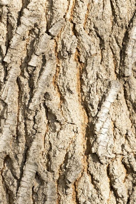 Bark Texture of a Box Elder Tree (Acer Negundo) Stock Photo - Image of visually, tactile: 265635502