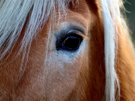 mealy  pangare horse coat color modifier  equinest