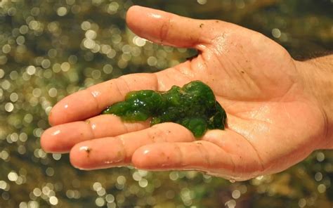 Alga hatásai - Green Gold Imune Alga KompleX