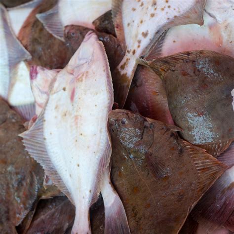 5 Secret Tips for Catching Big Flounder - Expert Advice