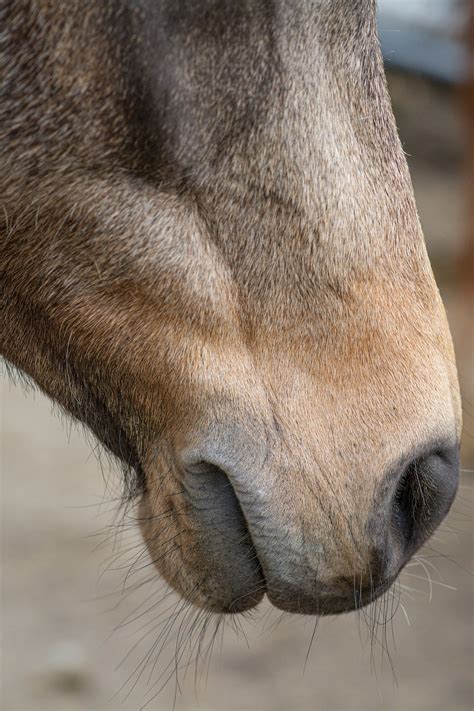Horse Pony Equine - Free photo on Pixabay - Pixabay