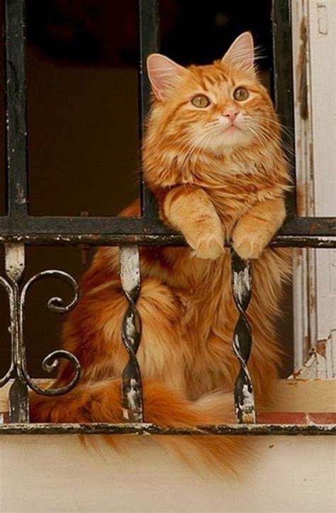 КОШКА НА ОКОШКЕ | Cute cats, Orange tabby cats, Beautiful cats