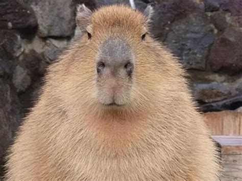 Capivara Debochada - Qual Capivara Você Seria ?? | Y.S | Quizur