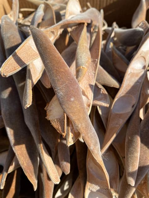 Wisteria Seed Pods and Seeds - Etsy