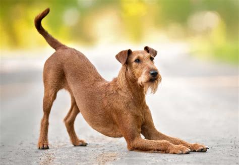 Why Is My Dog Stretching a Lot? | Superb Dog