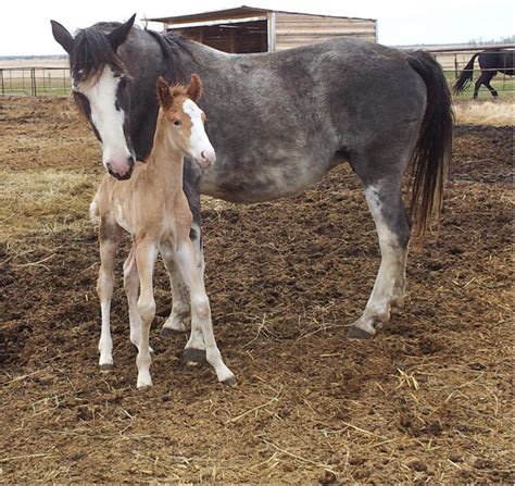 Rare Photos of a Newborn horse - Fayebrook Farms raises, trains and sells registered Peruvian ...