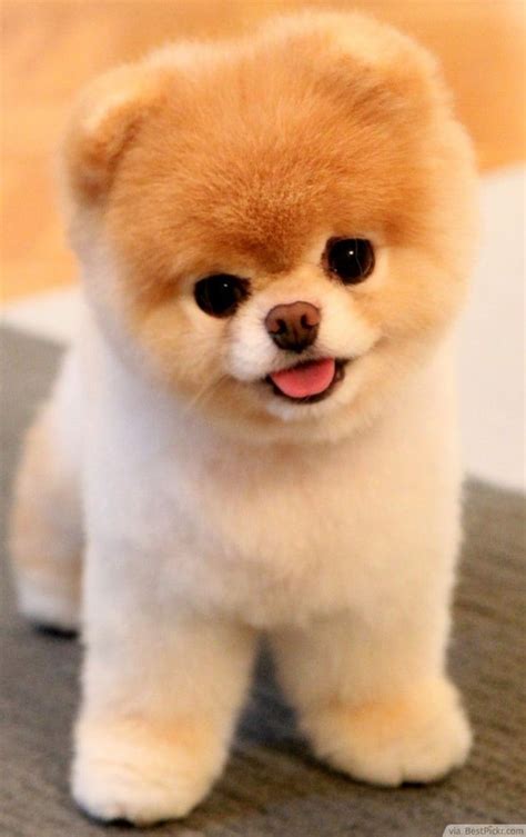 cute dog raww