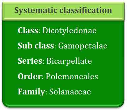 Liliaceae Family Solanaceae Family Plants Images