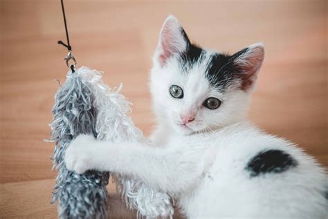 kitten diy toys 9