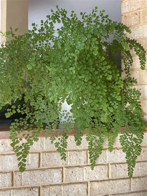 My beautiful 8 year old Maidenhair : r/houseplants