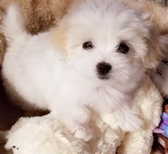 Photos of Coton de Tulear