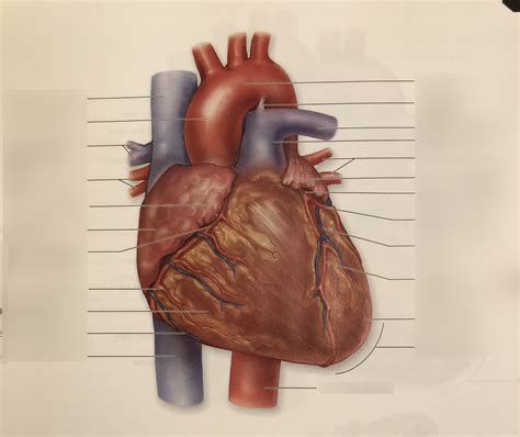 Pulmonary Circuit Diagram | Quizlet