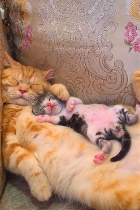 Свежие посты | Пикабу | Baby cats, Cute baby animals, Kittens cutest