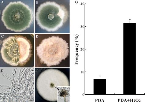 Phenotypic characterization. The wild-type strain of A. nidulans grown ... 