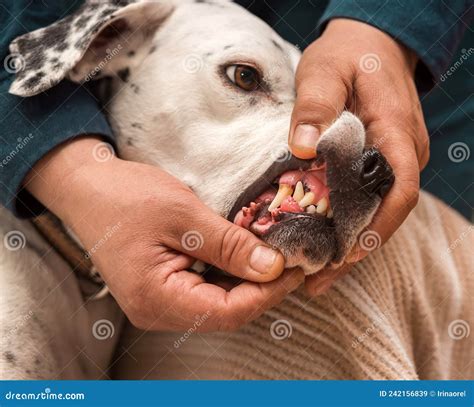 Epulis in a dog stock image. Image of hands, neoplasm - 242156839